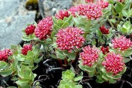Rhodiola Pink per preparare il sollevamento della potenza della tintura