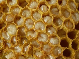 I prodotti delle api